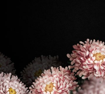 Chryzantemy