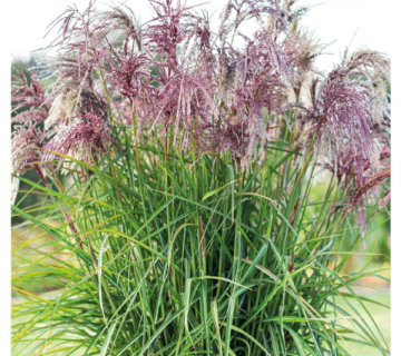 Trawy Szkółka Słowińscy