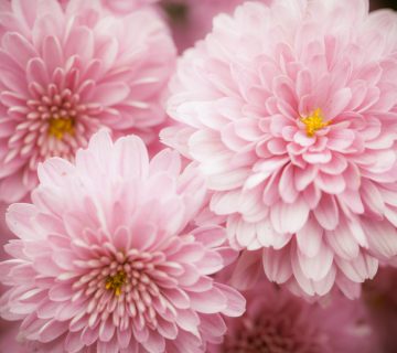 Sprzedaż chryzantem