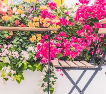 Kwiaty balkonowe
