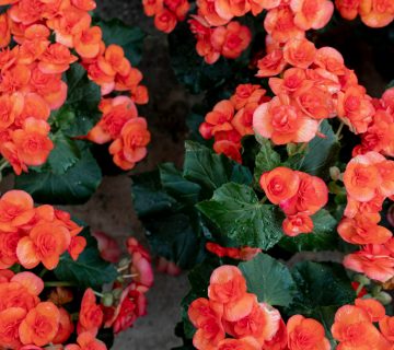 Begonia bulwiasta