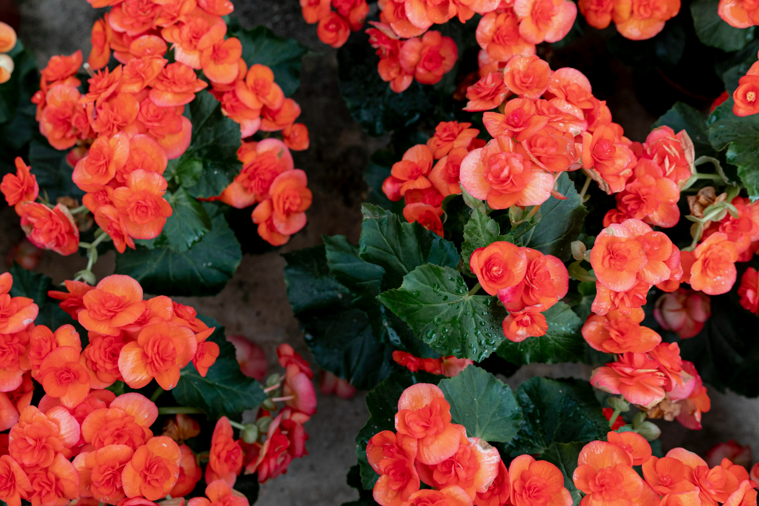 Begonia bulwiasta